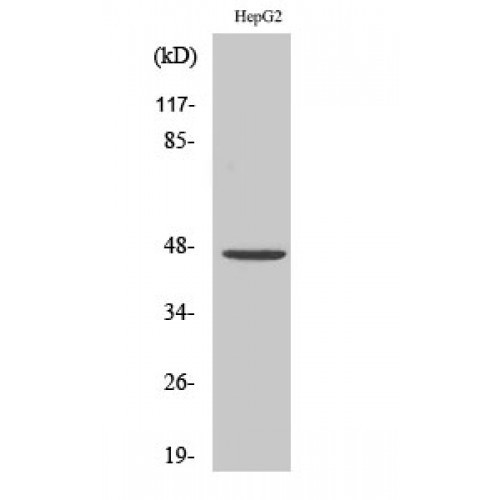 PDK2 Antibody - Western blot of PDK2 antibody