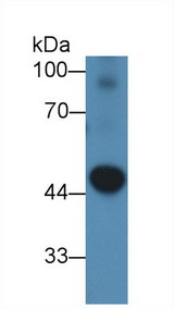 PDK2 Antibody - Western Blot; Sample: Mouse Heart lysate; Primary Ab: 2µg/ml Rabbit Anti-Mouse PDK2 Antibody Second Ab: 0.2µg/mL HRP-Linked Caprine Anti-Rabbit IgG Polyclonal Antibody