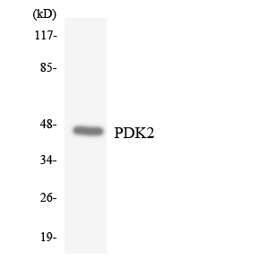 PDK2 Antibody - Western blot analysis of the lysates from HepG2 cells using PDK2 antibody.