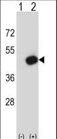 PDK2 Antibody - Western blot of Pdk2 (arrow) using rabbit polyclonal Mouse Pdk2 Antibody. 293 cell lysates (2 ug/lane) either nontransfected (Lane 1) or transiently transfected (Lane 2) with the Pdk2 gene.