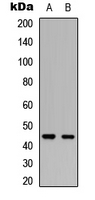 PDK2 Antibody - Western blot analysis of PDK2 expression in SHSY5Y (A); rat kidney (B) whole cell lysates.