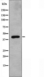 PDK2 Antibody - Western blot analysis of extracts of HepG2 cells using PDK2 antibody.