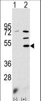 PDK3 Antibody - Western blot of PDK3 (arrow) using rabbit polyclonal PDK3 Antibody. 293 cell lysates (2 ug/lane) either nontransfected (Lane 1) or transiently transfected with the PDK3 gene (Lane 2) (Origene Technologies).