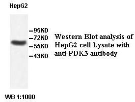 PDK3 Antibody