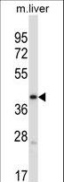 PDK3 Antibody - Mouse Pdk3 Antibody western blot of mouse liver tissue lysates (35 ug/lane). The Pdk3 antibody detected the Pdk3 protein (arrow).
