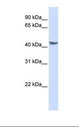 PDK3 Antibody - Transfected 293T cell lysate. Antibody concentration: 1.0 ug/ml. Gel concentration: 12%.  This image was taken for the unconjugated form of this product. Other forms have not been tested.