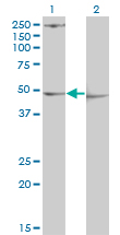PDK3 Antibody - Western Blot analysis of PDK3 expression in transfected 293T cell line by PDK3 monoclonal antibody (M01), clone 2B11.Lane 1: PDK3 transfected lysate(46.9 KDa).Lane 2: Non-transfected lysate.
