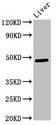 PDK3 Antibody - Positive Western Blot detected in Rat liver tissue. All lanes: Pdk3 antibody at 3 µg/ml Secondary Goat polyclonal to rabbit IgG at 1/50000 dilution. Predicted band size: 48 KDa. Observed band size: 48 KDa