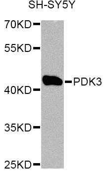 PDK3 Antibody - Western blot analysis of extracts of SH-SY5Y cells, using PDK3 Antibody at 1:1000 dilution. The secondary antibody used was an HRP Goat Anti-Rabbit IgG (H+L) at 1:10000 dilution. Lysates were loaded 25ug per lane and 3% nonfat dry milk in TBST was used for blocking. An ECL Kit was used for detection and the exposure time was 60s.