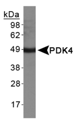 PDK4 Antibody - PDK4 Antibody - Western Blot on human heart protein lysate.  This image was taken for the unconjugated form of this product. Other forms have not been tested.