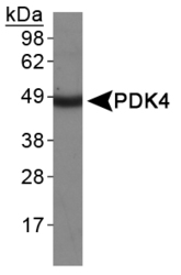 PDK4 Antibody - PDK4 Antibody - Western Blot on human heart protein lysate.  This image was taken for the unconjugated form of this product. Other forms have not been tested.