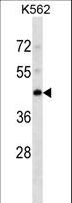 PDK4 Antibody - PDK4 Antibody western blot of K562 cell line lysates (35 ug/lane). The PDK4 antibody detected the PDK4 protein (arrow).