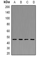 PDK4 Antibody - Western blot analysis of PDK4 expression in THP1 (A); HeLa (B); mouse kidney (C); mouse heart (D) whole cell lysates.