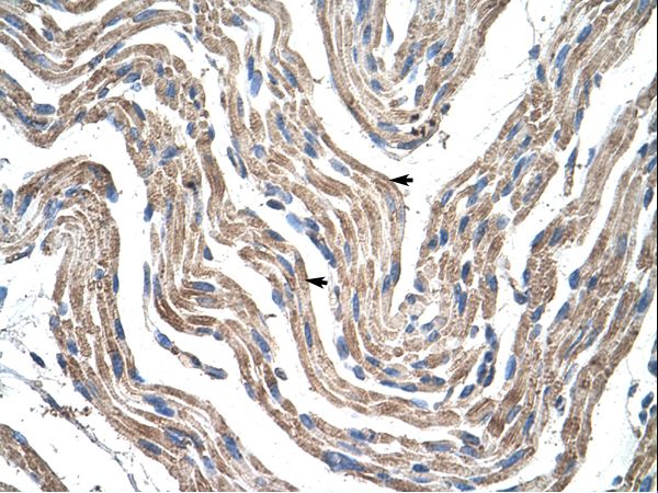 PDK4 Antibody - Human Muscle.  This image was taken for the unconjugated form of this product. Other forms have not been tested.