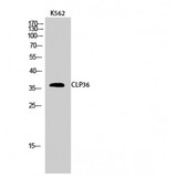 PDLIM1 Antibody - Western blot of CLP36 antibody
