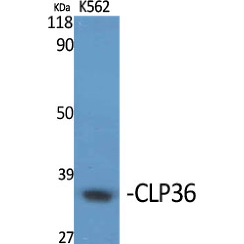PDLIM1 Antibody - Western blot of CLP36 antibody