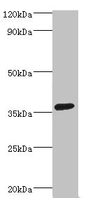 PDLIM1 Antibody - Western blot All lanes: PDZ and LIM domain protein 1 antibody at 2µg/ml + HepG2 whole cell lysate Secondary Goat polyclonal to rabbit IgG at 1/10000 dilution Predicted band size: 36 kDa Observed band size: 36 kDa