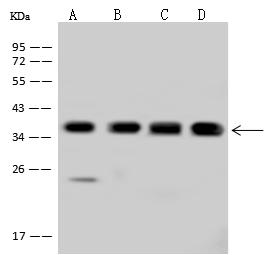 PDLIM1 Antibody - Anti-PDLIM1 rabbit polyclonal antibody at 1:500 dilution. Lane A: Jurkat Whole Cell Lysate. Lane B: HeLa Whole Cell Lysate. Lane C: 293T Whole Cell Lysate. Lane D: Caco-2 Whole Cell Lysate. Lysates/proteins at 30 ug per lane. Secondary: Goat Anti-Rabbit IgG (H+L)/HRP at 1/10000 dilution. Developed using the ECL technique. Performed under reducing conditions. Predicted band size: 36 kDa. Observed band size: 36 kDa.