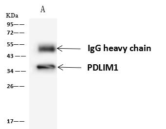 PDLIM1 Antibody - PDLIM1 was immunoprecipitated using: Lane A: 0.5 mg 293T Whole Cell Lysate. 4 uL anti-PDLIM1 rabbit polyclonal antibody and 60 ug of Immunomagnetic beads Protein A/G. Primary antibody: Anti-PDLIM1 rabbit polyclonal antibody, at 1:100 dilution. Secondary antibody: Goat Anti-Rabbit IgG (H+L)/HRP at 1/10000 dilution. Developed using the ECL technique. Performed under reducing conditions. Predicted band size: 36 kDa. Observed band size: 36 kDa.
