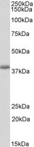 PDLIM2 / SLIM Antibody - PDLIM2 antibody (0.3 ug/ml) staining of Mouse Lung lysate (35 ug protein in RIPA buffer). Primary incubation was 1 hour. Detected by chemiluminescence.