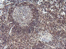 PDLIM2 / SLIM Antibody - IHC of paraffin-embedded Human tonsil using anti-PDLIM2 mouse monoclonal antibody, at a dilution of 1:150.