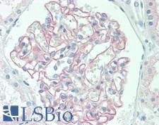 PDLIM2 / SLIM Antibody - Human Kidney: Formalin-Fixed, Paraffin-Embedded (FFPE), at a concentration of 10 ug/ml. 