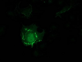 PDLIM2 / SLIM Antibody - Anti-PDLIM2 mouse monoclonal antibody immunofluorescent staining of COS7 cells transiently transfected by pCMV6-ENTRY PDLIM2.