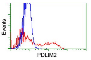 PDLIM2 / SLIM Antibody - HEK293T cells transfected with either overexpress plasmid (Red) or empty vector control plasmid (Blue) were immunostained by anti-PDLIM2 antibody, and then analyzed by flow cytometry.