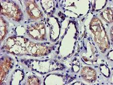 PDLIM2 / SLIM Antibody - IHC of paraffin-embedded Human Kidney tissue using anti-PDLIM2 mouse monoclonal antibody.