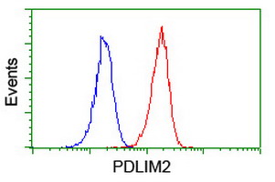 PDLIM2 / SLIM Antibody - Flow cytometry of Jurkat cells, using anti-PDLIM2 antibody (Red), compared to a nonspecific negative control antibody (Blue).