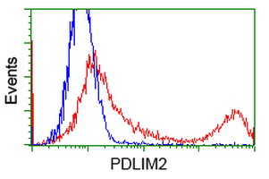 PDLIM2 / SLIM Antibody - HEK293T cells transfected with either overexpress plasmid (Red) or empty vector control plasmid (Blue) were immunostained by anti-PDLIM2 antibody, and then analyzed by flow cytometry.
