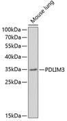 PDLIM3 Antibody - Western blot analysis of extracts of mouse lung using PDLIM3 Polyclonal Antibody at dilution of 1:1000.