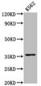 PDLIM4 / RIL Antibody - Positive Western Blot detected in K562 whole cell lysate. All lanes: PDLIM4 antibody at 6.1 µg/ml Secondary Goat polyclonal to rabbit IgG at 1/50000 dilution. Predicted band size: 36, 26 KDa. Observed band size: 36 KDa