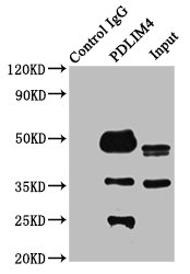 PDLIM4 / RIL Antibody - Immunoprecipitating PDLIM4 in K562 whole cell lysate Lane 1: Rabbit control IgG instead of PDLIM4 Antibody in K562 whole cell lysate.For western blotting, a HRP-conjugated Protein G antibody was used as the secondary antibody (1/2000) Lane 2: PDLIM4 Antibody (6µg) + K562 whole cell lysate (500µg) Lane 3: K562 whole cell lysate (20µg)