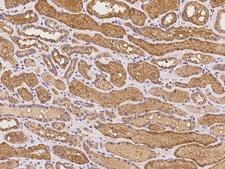 PDLIM4 / RIL Antibody - Immunochemical staining of human PDLIM4 in human kidney with rabbit polyclonal antibody at 1:100 dilution, formalin-fixed paraffin embedded sections.