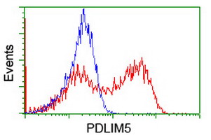 PDLIM5 / LIM Antibody - HEK293T cells transfected with either overexpress plasmid (Red) or empty vector control plasmid (Blue) were immunostained by anti-PDLIM5 antibody, and then analyzed by flow cytometry.