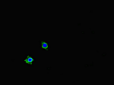 PDLIM5 / LIM Antibody - Immunofluorescent analysis of HeLa cells diluted at 1:100 and Alexa Fluor 488-congugated AffiniPure Goat Anti-Rabbit IgG(H+L)