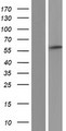 PDLIM5 / LIM Protein - Western validation with an anti-DDK antibody * L: Control HEK293 lysate R: Over-expression lysate