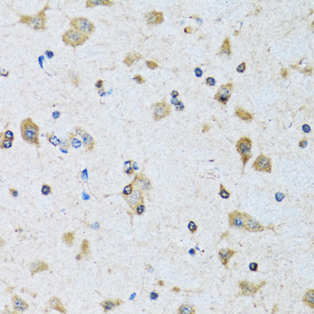 PDP1 Antibody - Immunohistochemistry of paraffin-embedded rat brain tissue.