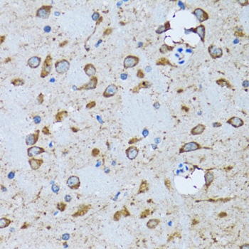 PDP1 Antibody - Immunohistochemistry of paraffin-embedded mouse brain tissue.