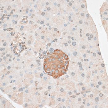 PDP2 Antibody - Immunohistochemistry of paraffin-embedded mouse pancreas using PDP2 antibody at dilution of 1:100 (40x lens).