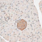 PDP2 Antibody - Immunohistochemistry of paraffin-embedded mouse pancreas using PDP2 antibody at dilution of 1:100 (40x lens).