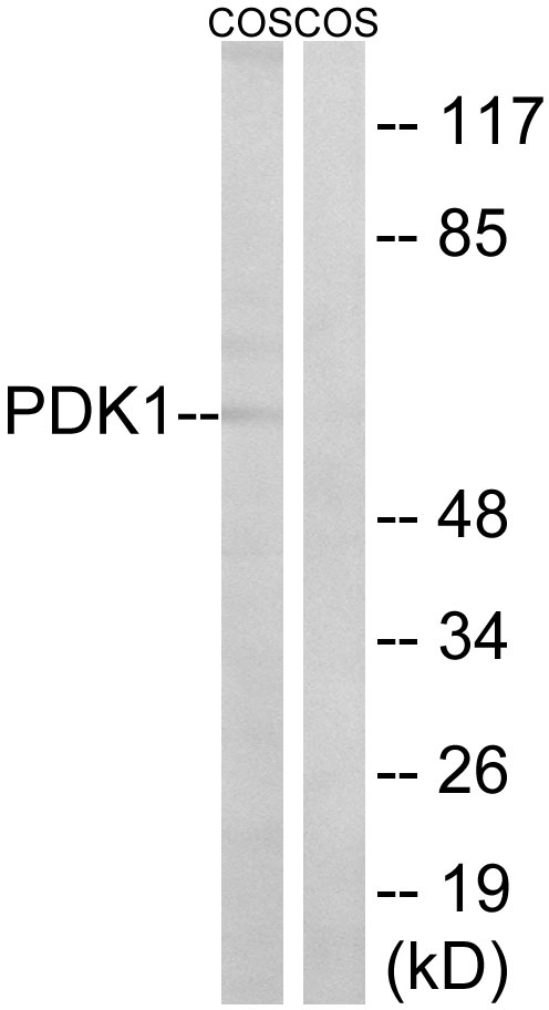 PDPK1 / PDK1 Antibody - Western blot analysis of lysates from COS cells, using PDK1 Antibody. The lane on the right is blocked with the synthesized peptide.