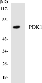 PDPK1 / PDK1 Antibody - Western blot analysis of the lysates from RAW264.7cells using PDK1 antibody.