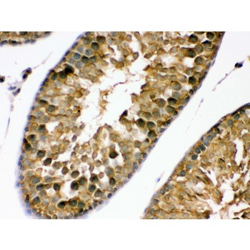 PDPK1 / PDK1 Antibody - PDPK1 antibody IHC-paraffin. IHC(P): Rat Testis Tissue.