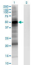 PDPK1 / PDK1 Antibody - Western Blot analysis of PDPK1 expression in transfected 293T cell line by PDPK1 monoclonal antibody (M05), clone 2E2.Lane 1: PDPK1 transfected lysate (Predicted MW: 48.2 KDa).Lane 2: Non-transfected lysate.