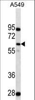 PDPK1 / PDK1 Antibody - PDPK1 Antibody western blot of A549 cell line lysates (35 ug/lane). The PDPK1 antibody detected the PDPK1 protein (arrow).
