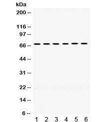 PDPK1 / PDK1 Antibody