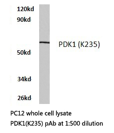 PDPK1 / PDK1 Antibody - Western blot of PDK1 (K235) pAb in extracts from PC12 cells.