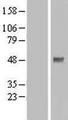 PDPK1 / PDK1 Protein - Western validation with an anti-DDK antibody * L: Control HEK293 lysate R: Over-expression lysate